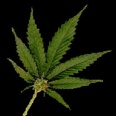 http://justmytruth.files.wordpress.com/2009/06/marijuana-leaf.gif